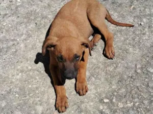 Cachorro raça SRD-ViraLata idade 2 a 6 meses nome Sem nome 