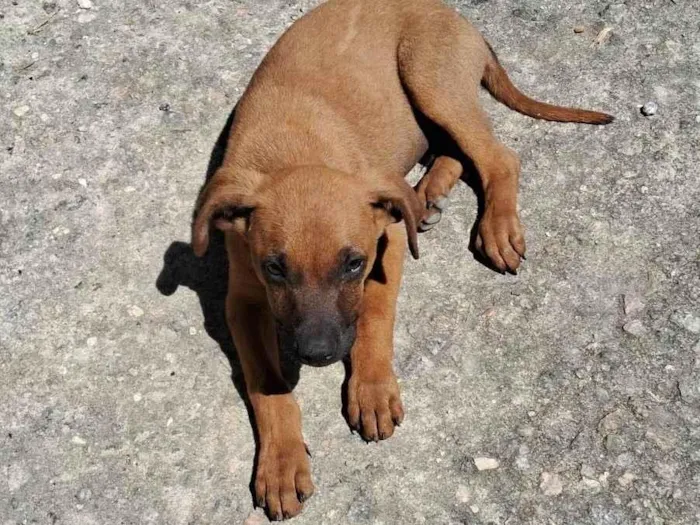 Cachorro ra a SRD-ViraLata idade 2 a 6 meses nome Sem nome 