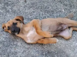 Cachorro raça SRD-ViraLata idade 2 a 6 meses nome Sem nome 