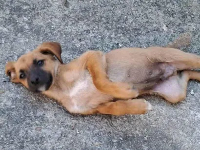 Cachorro raça SRD-ViraLata idade 2 a 6 meses nome Sem nome 