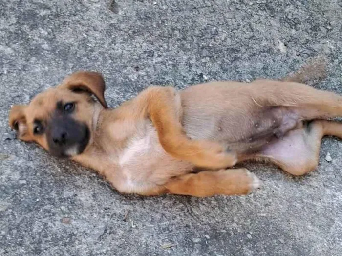 Cachorro ra a SRD-ViraLata idade 2 a 6 meses nome Sem nome 
