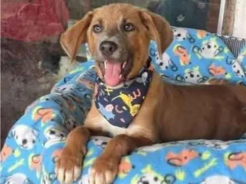Cachorro ra a SRD-ViraLata idade 2 anos nome London