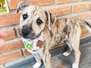 Cachorro raça SRD-ViraLata idade 2 a 6 meses nome Liko