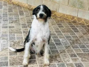Cachorro raça SRD-ViraLata idade 3 anos nome Valentin