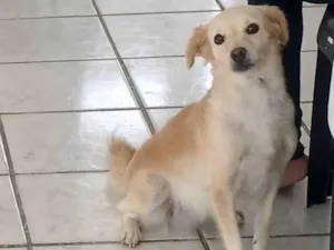 Cachorro raça SRD-ViraLata idade 4 anos nome TOBA