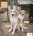 FILHOTES (4 MESES)