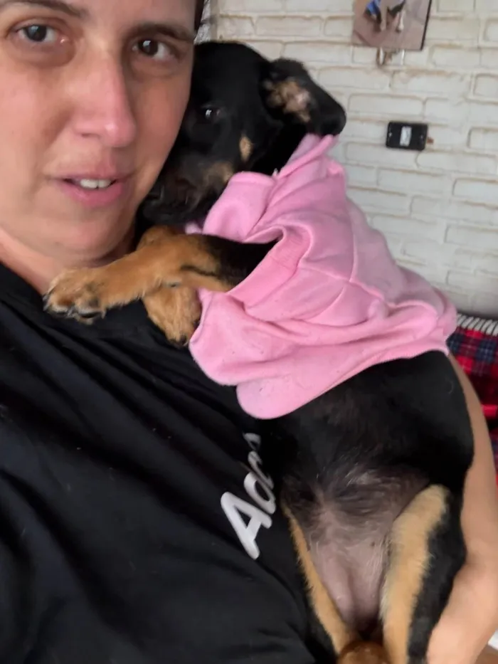 Cachorro ra a SRD-ViraLata idade 2 a 6 meses nome Zoe e Suri 