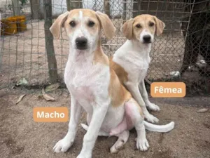 Cachorro raça SRD-ViraLata idade 2 a 6 meses nome FILHOTES (4 MESES)
