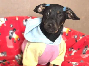 Cachorro raça SRD-ViraLata idade 2 a 6 meses nome Zoe e Suri 