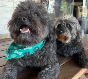 Cachorro raça Poodle idade 6 ou mais anos nome Nego 