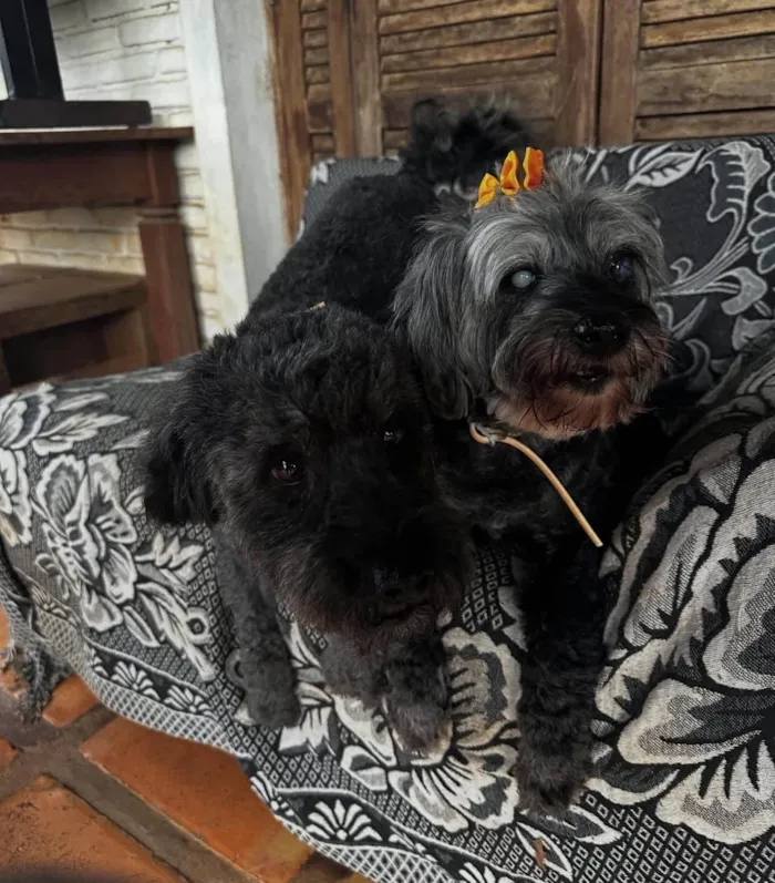 Cachorro ra a Poodle idade 6 ou mais anos nome Nego 