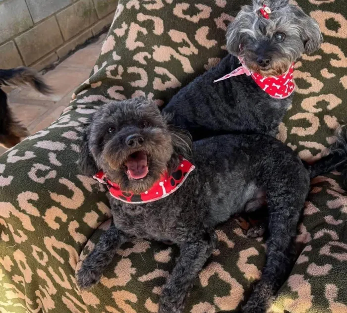 Cachorro ra a Poodle idade 6 ou mais anos nome Nego 