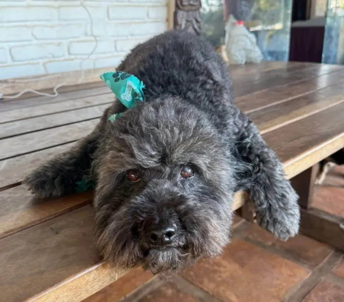 Cachorro ra a Poodle idade 6 ou mais anos nome Nego 