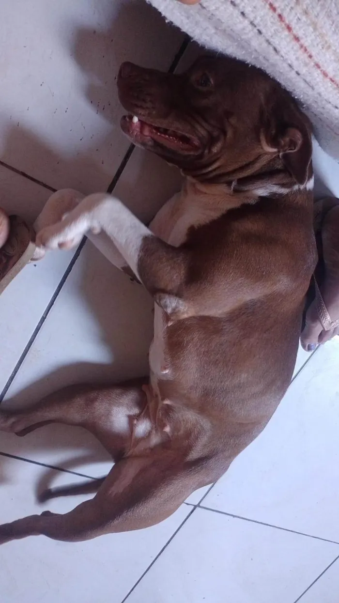 Cachorro ra a Pit-Bull idade 1 ano nome Atena