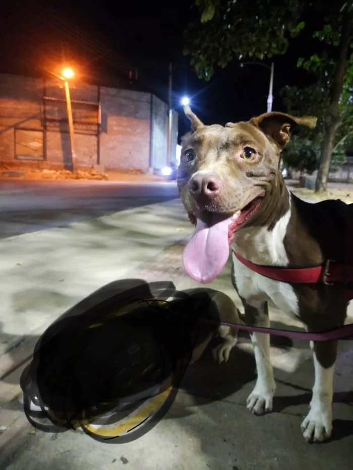 Cachorro ra a Pit-Bull idade 1 ano nome Atena
