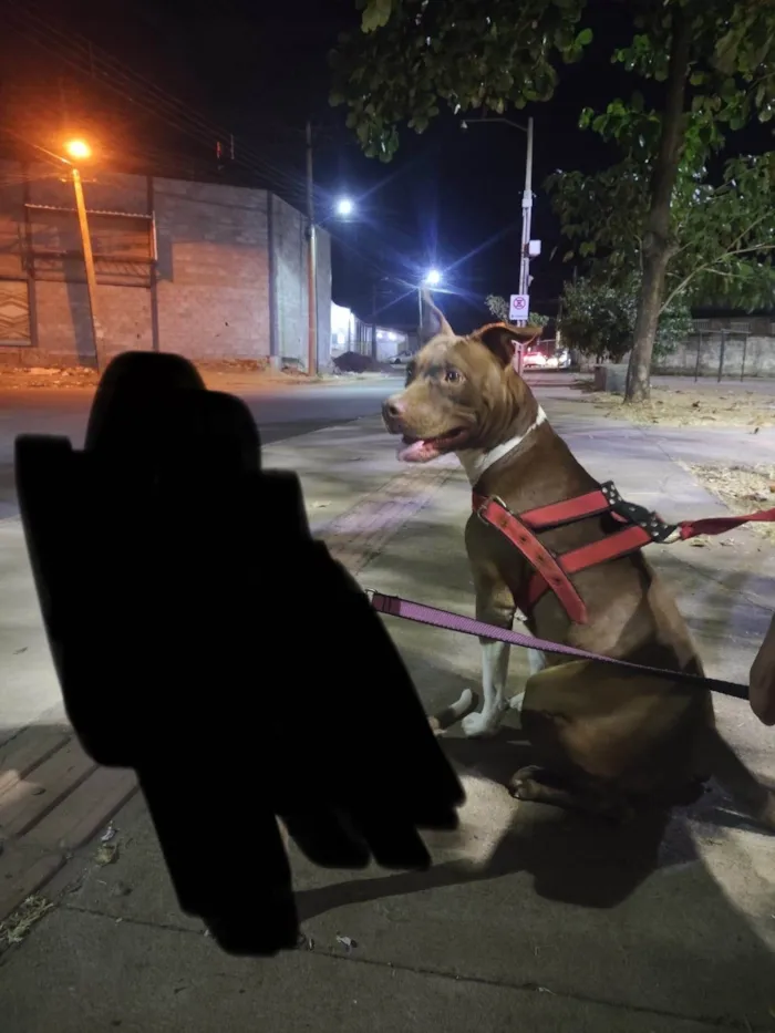 Cachorro ra a Pit-Bull idade 1 ano nome Atena