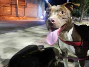 Cachorro raça Pit-Bull idade 1 ano nome Atena