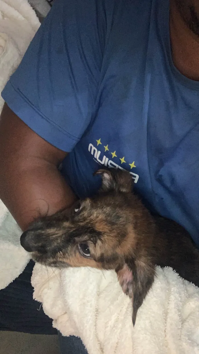 Cachorro ra a Pequinês idade 2 a 6 meses nome Lua