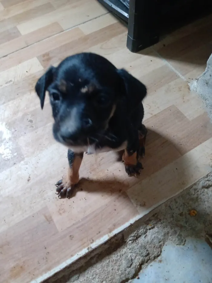Cachorro ra a SRD-ViraLata idade Abaixo de 2 meses nome Não tem nome ainda 
