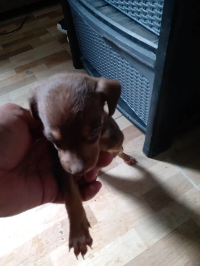 Cachorro ra a SRD-ViraLata idade Abaixo de 2 meses nome Não tem nome ainda 