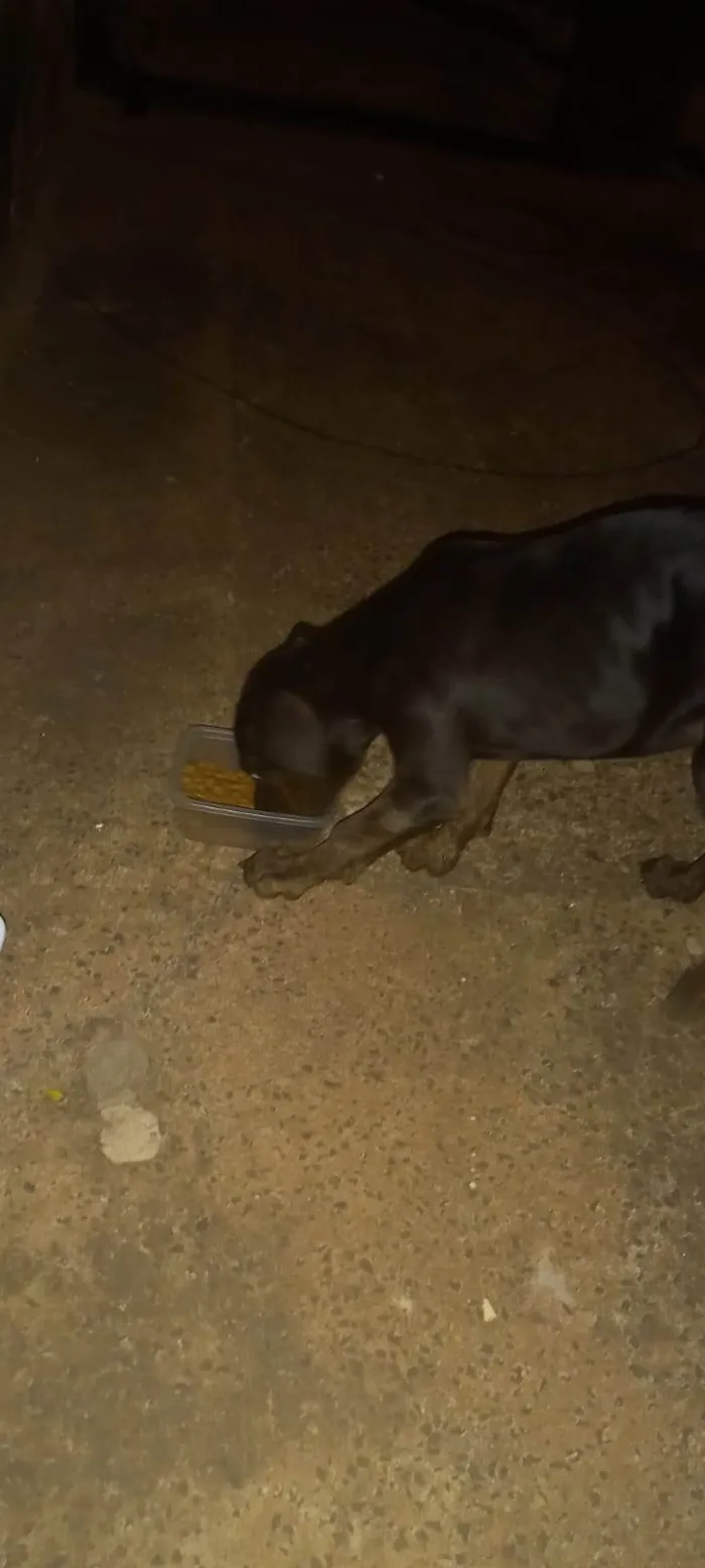 Cachorro ra a SRD-ViraLata idade 2 a 6 meses nome Pretinha
