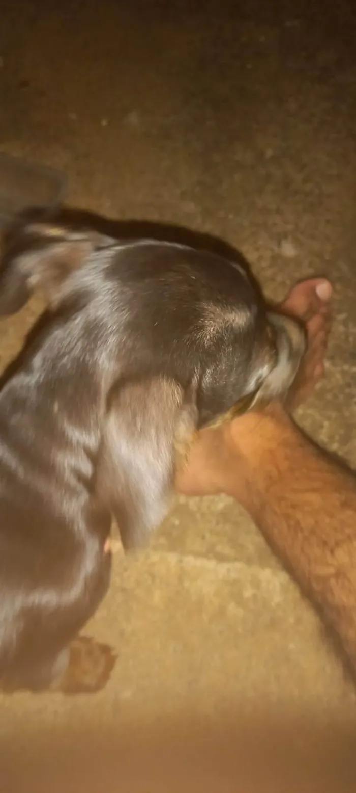 Cachorro ra a SRD-ViraLata idade 2 a 6 meses nome Pretinha