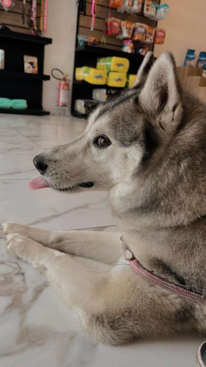 Cachorro ra a Husky Siberiano idade 6 ou mais anos nome Noah