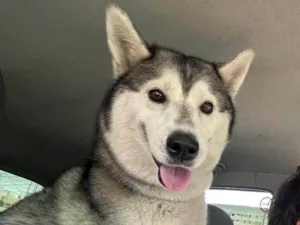 Cachorro raça Husky Siberiano idade 6 ou mais anos nome Noah