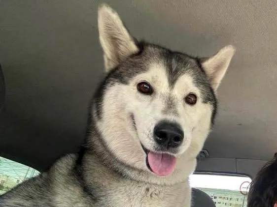 Cachorro ra a Husky Siberiano idade 6 ou mais anos nome Noah