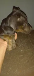 Pretinha