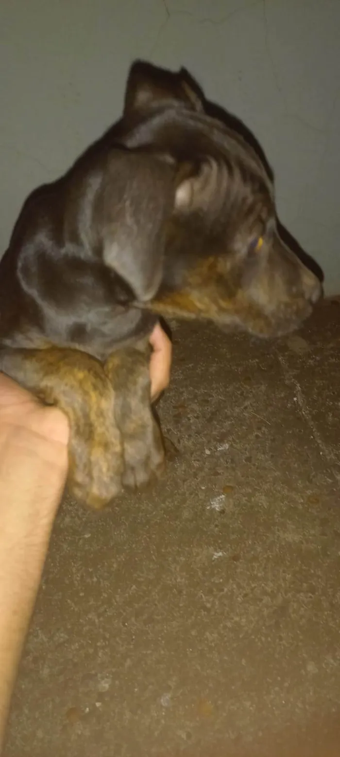 Cachorro ra a SRD-ViraLata idade 2 a 6 meses nome Pretinha