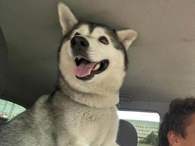 Cachorro ra a Husky Siberiano idade 6 ou mais anos nome Noah