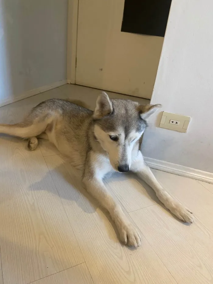 Cachorro ra a Husky Siberiano idade 6 ou mais anos nome Noah