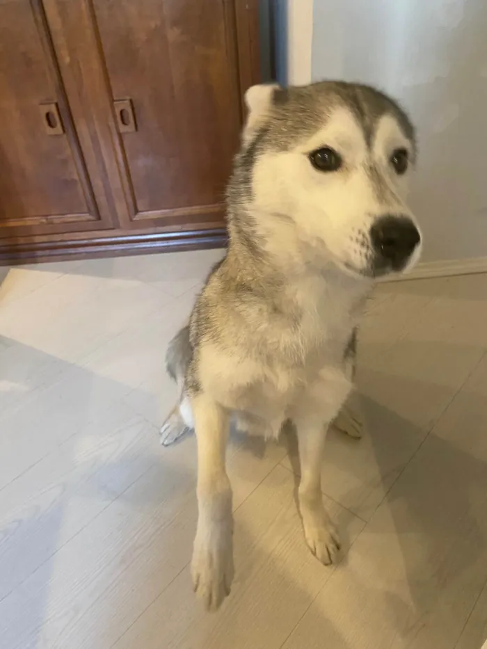 Cachorro ra a Husky Siberiano idade 6 ou mais anos nome Noah