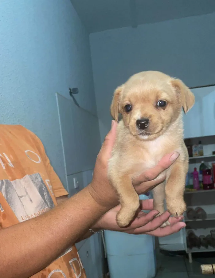 Cachorro ra a SRD-ViraLata idade 2 a 6 meses nome Moly