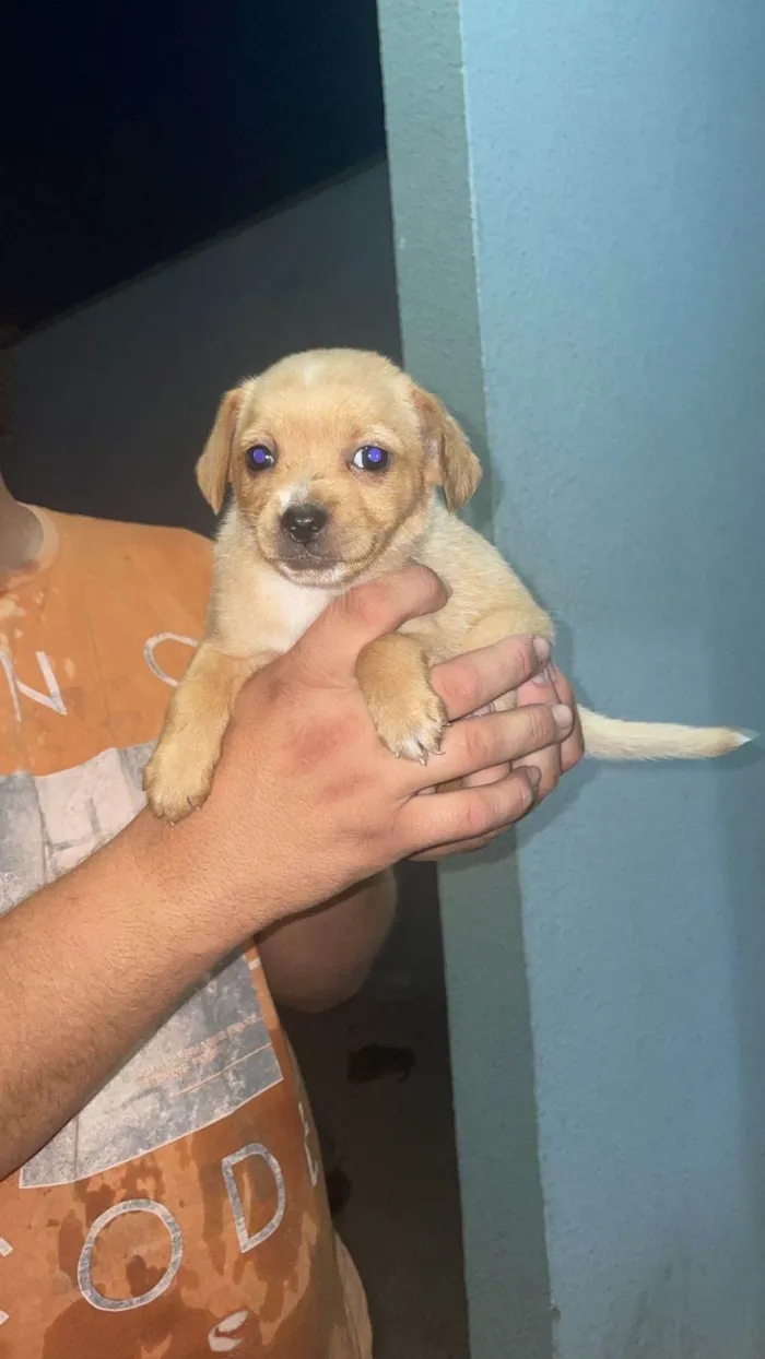 Cachorro ra a SRD-ViraLata idade 2 a 6 meses nome Moly