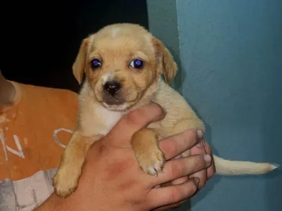 Cachorro raça SRD-ViraLata idade 2 a 6 meses nome Moly