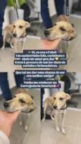 Fubá