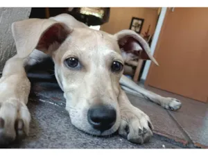 Cachorro raça SRD-ViraLata idade 2 a 6 meses nome Fubá