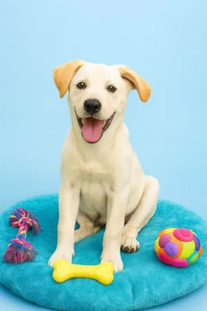 Cachorro raça SRD-ViraLata idade 2 a 6 meses nome Tapioca