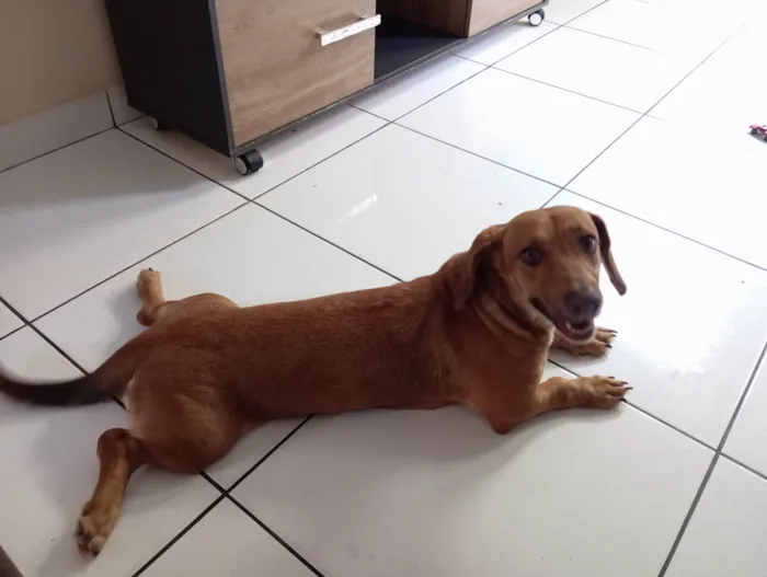 Cachorro ra a SRD-ViraLata idade 1 ano nome Meggie 