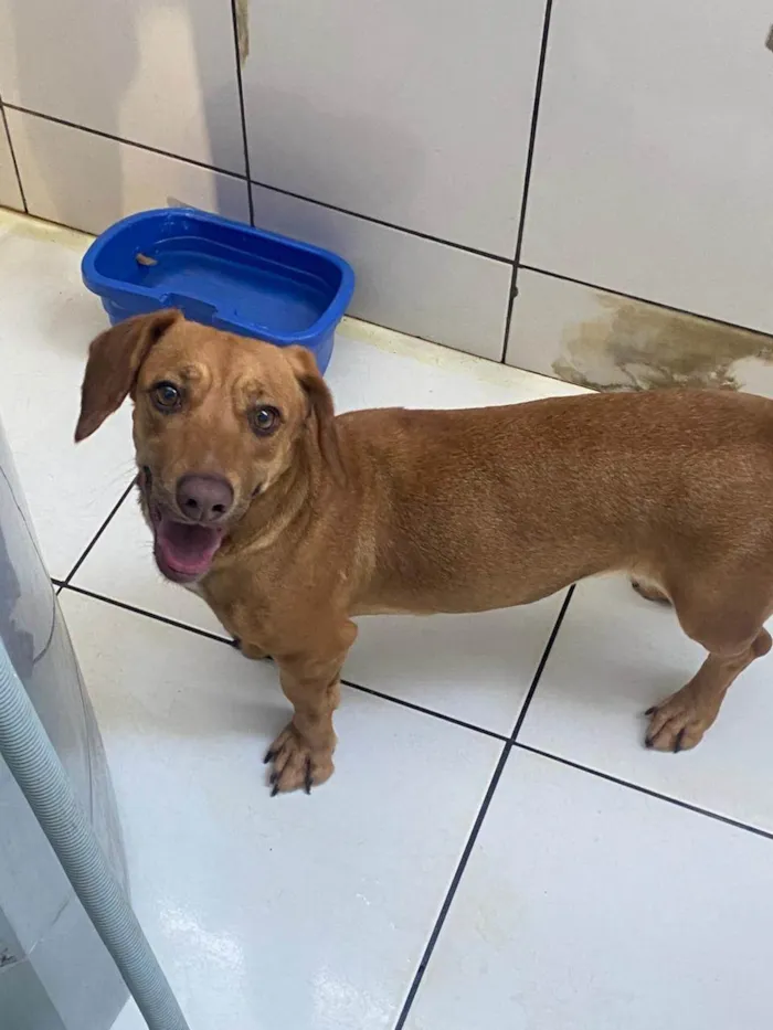 Cachorro ra a SRD-ViraLata idade 1 ano nome Meggie 