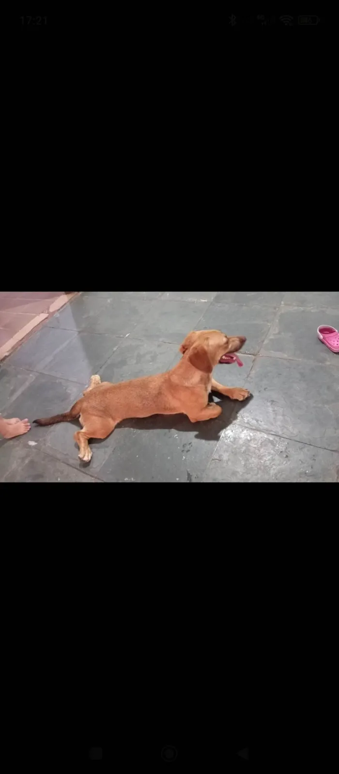 Cachorro ra a SRD-ViraLata idade 1 ano nome Meggie 
