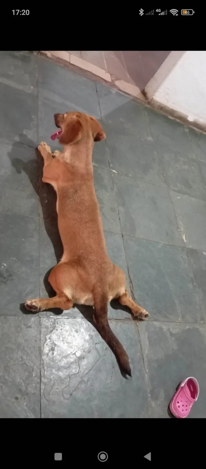 Cachorro ra a SRD-ViraLata idade 1 ano nome Meggie 