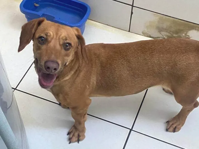 Cachorro ra a SRD-ViraLata idade 1 ano nome Meggie 