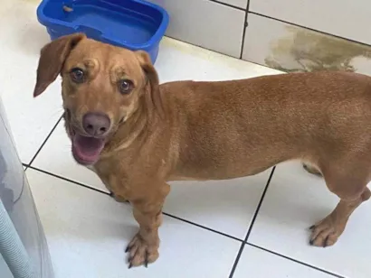 Cachorro raça SRD-ViraLata idade 1 ano nome Meggie