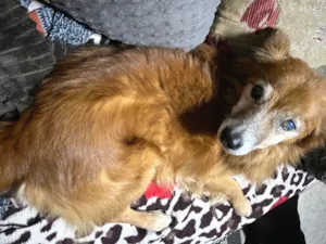 Cachorro raça SRD-ViraLata idade 6 ou mais anos nome Snoopy 
