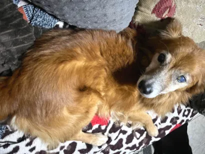 Cachorro raça SRD-ViraLata idade 6 ou mais anos nome Snoopy 