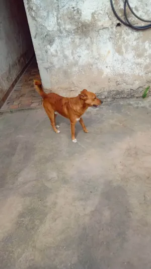 Cachorro raça SRD-ViraLata idade 6 ou mais anos nome Scott
