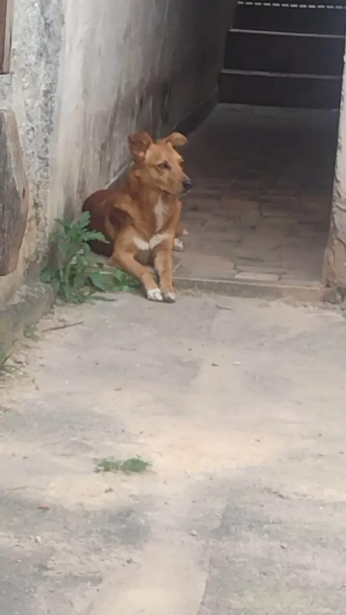 Cachorro ra a SRD-ViraLata idade 6 ou mais anos nome Scott
